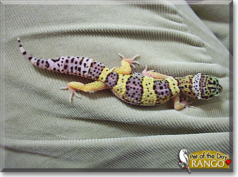 Rango, the Pet of the Day Rango, the Pet of the Day
