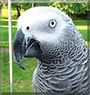 Neo the African Grey