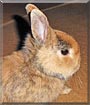 Lilli the Dwarf Rabbit