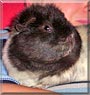 Imke the Teddy Guinea Pig