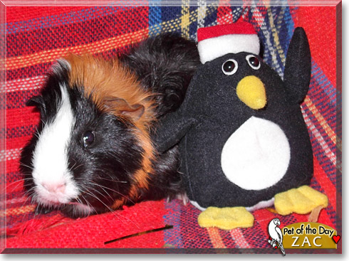Zac, the Pet of the Day Zac, the Pet of the Day