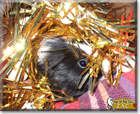Zac, the Pet of the Day Zac, the Pet of the Day