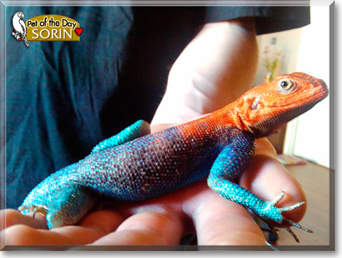 Sorin, the Pet of the Day Sorin, the Pet of the Day