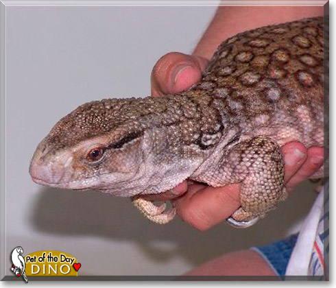 Dino, the Pet of the Day Dino, the Pet of the Day