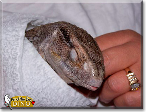 Dino, the Pet of the Day Dino, the Pet of the Day