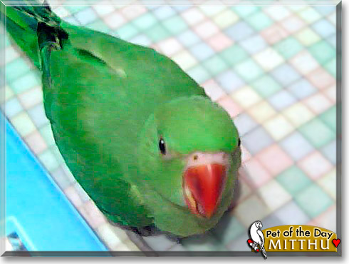 Mitthu Cooche, the Pet of the Day