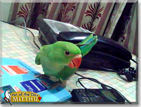 Mitthu Cooche, the Pet of the Day