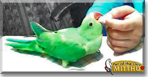 Mitthu Cooche, the Pet of the Day