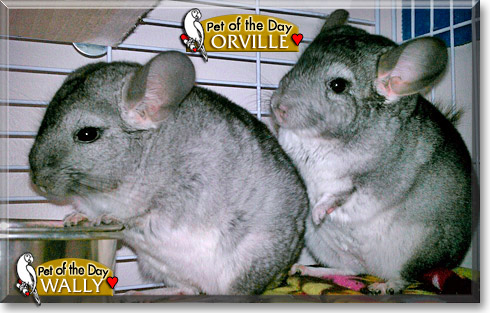 Wally, Orville, the Pet of the Day Wally, Orville, the Pet of the Day