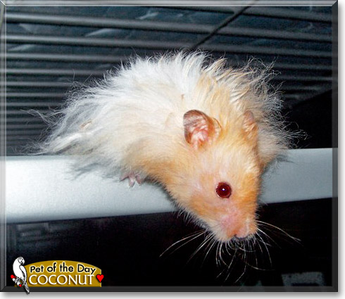 Coconut, the Pet of the Day