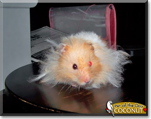 Coconut, the Pet of the Day