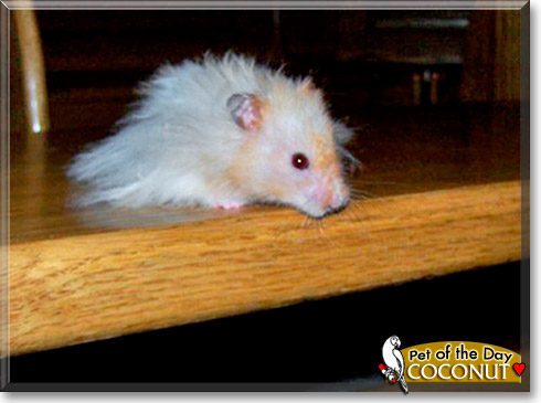Coconut, the Pet of the Day