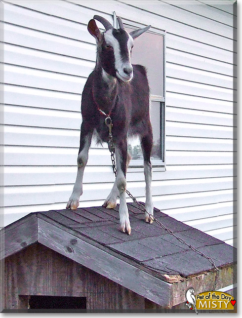 Misty, the Pet of the Day Misty, the Pet of the Day