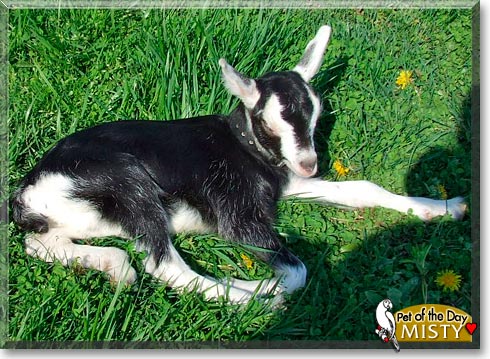 Misty, the Pet of the Day Misty, the Pet of the Day