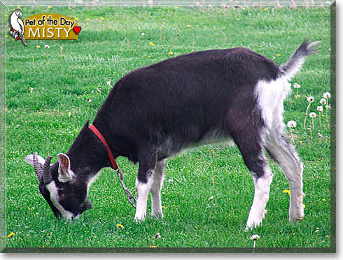 Misty, the Pet of the Day Misty, the Pet of the Day