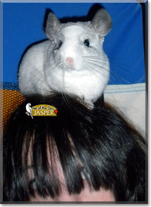 Jasper, the Pet of the Day