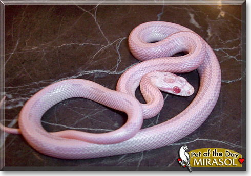 Mirasol, the Pet of the Day Mirasol, the Pet of the Day
