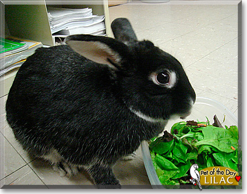 Lilac, the Pet of the Day Lilac, the Pet of the Day