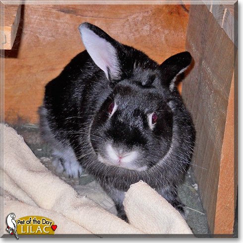 Lilac, the Pet of the Day Lilac, the Pet of the Day