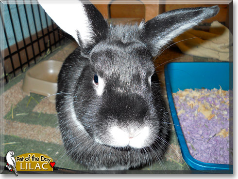 Lilac, the Pet of the Day Lilac, the Pet of the Day