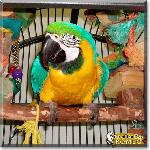 Romeo, the Pet of the Day