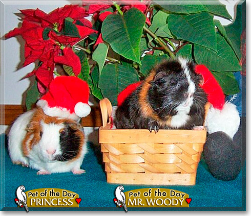 Mr. Woody, Princess, the Pet of the Day