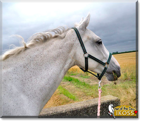 Ikoss, the Pet of the Day