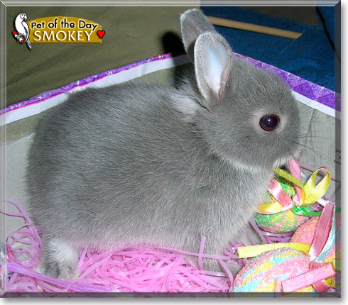 Smokey, the Pet of the Day