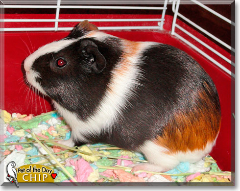 Chip, the Pet of the Day