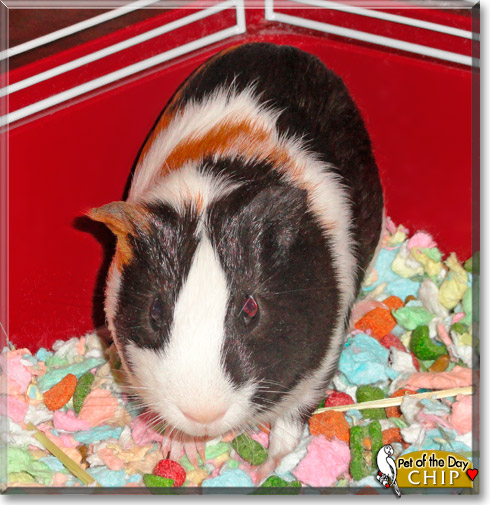 Chip, the Pet of the Day