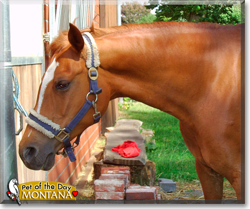 Montana, the Pet of the Day