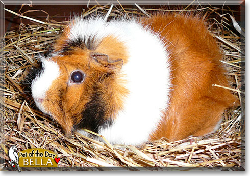 Bella, the Pet of the Day