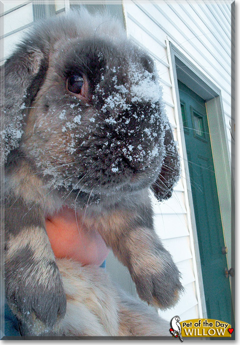Willow, the Pet of the Day