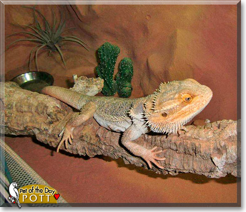 Pott, the Pet of the Day