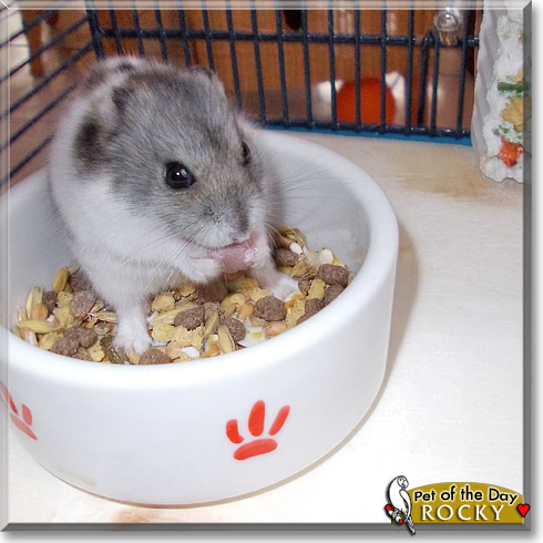 Rocky, the Pet of the Day