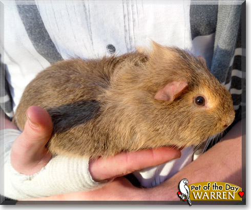 Warren, the Pet of the Day