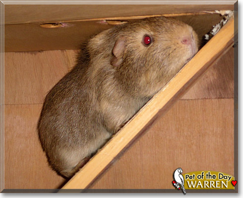 Warren, the Pet of the Day