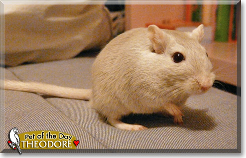 Theodore, the Pet of the Day