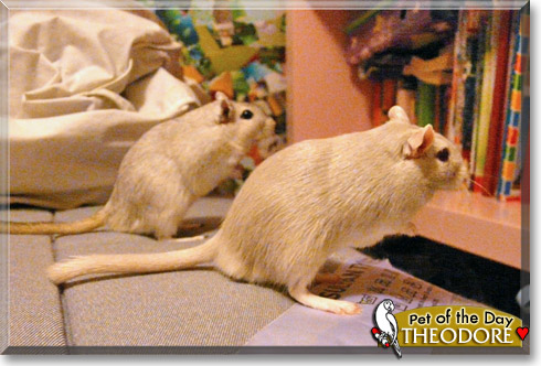 Theodore, the Pet of the Day