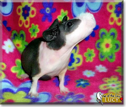 Lucy, the Pet of the Day Lucy, the Pet of the Day