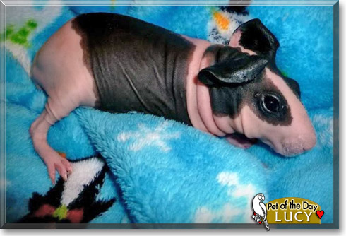 Lucy, the Pet of the Day Lucy, the Pet of the Day