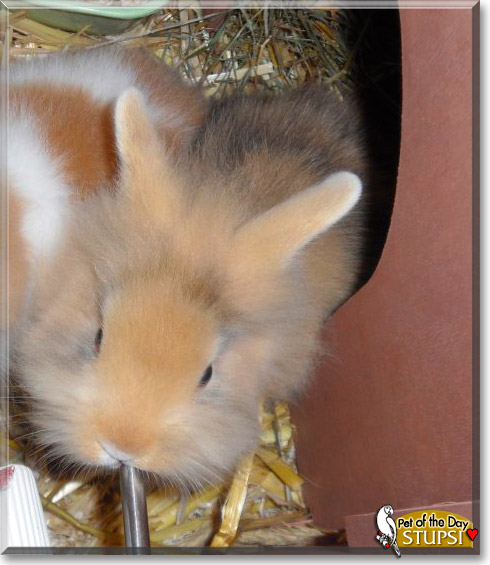 Stupsi, the Pet of the Day