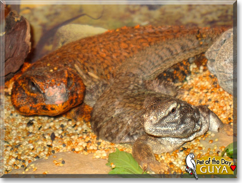 Guya, the Pet of the Day