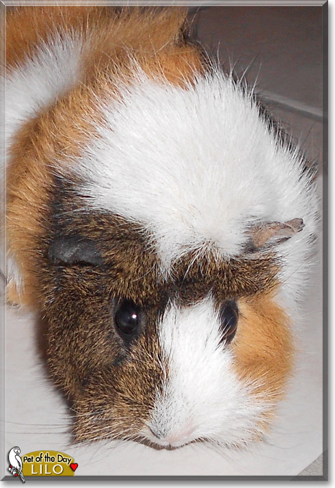 Lilo, the Pet of the Day
