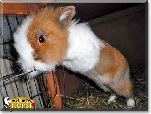 Hopsi, the Pet of the Day