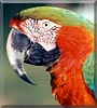 Sarah the Harlequin Macaw