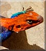 Sorin the Red Headed Rock Agama