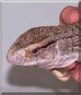 Dino the Savannah Monitor Lizard