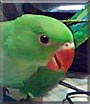 Mitthu Cooche the Parrot