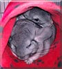 Wally, Orville the Chinchilla